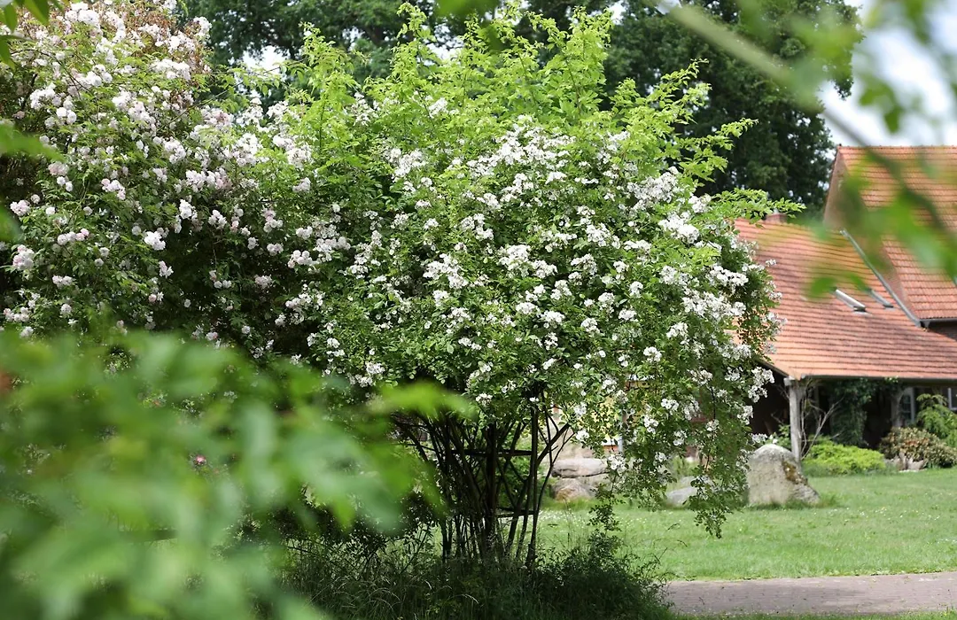 Sophienhof Achternholt-1