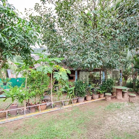 Oyo 75312 Banana Lodge-3