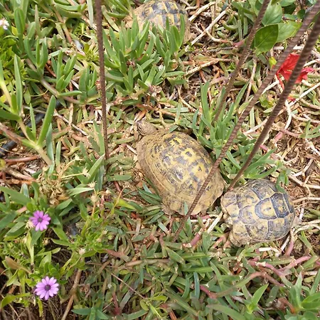 Maison D'Hote Les Tortues --2