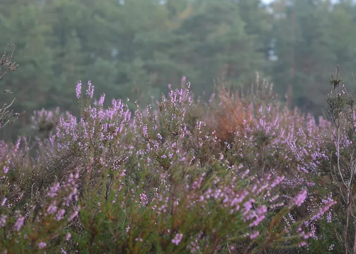 B&B De Loenense Bossen