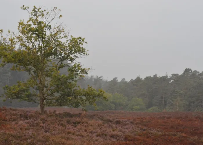 B&B De Loenense Bossen