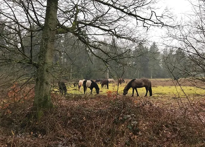 De Kempse Hoeve B&B