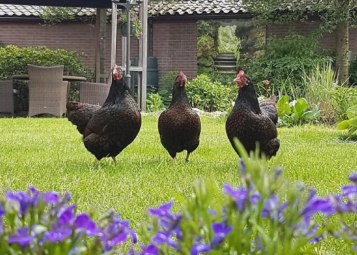 B&B De Loenense Bossen