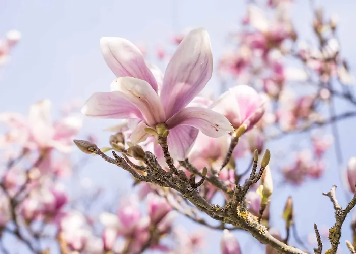 La Magnolia