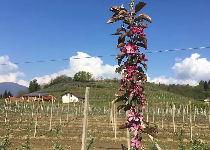 Agrialpi by Salfrutta
