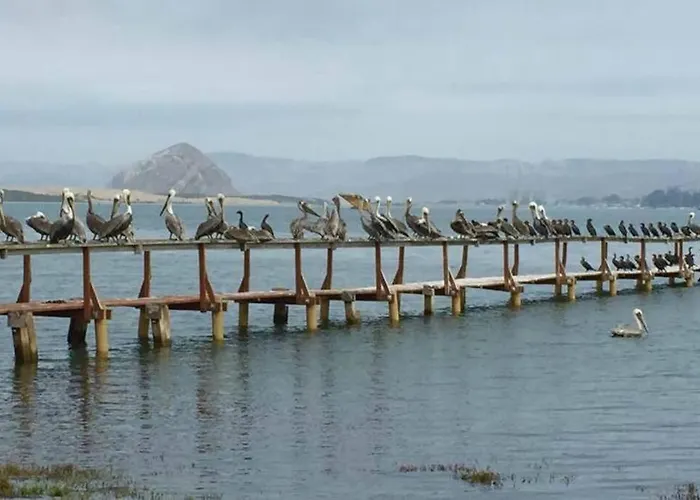 Pelican Place In Morro Bay