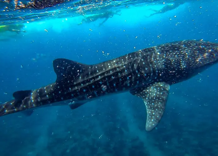 Hudhuvelimaldives
