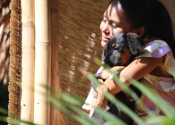 Sunflower Guesthouse And Animal Rescue - Koh Lipe