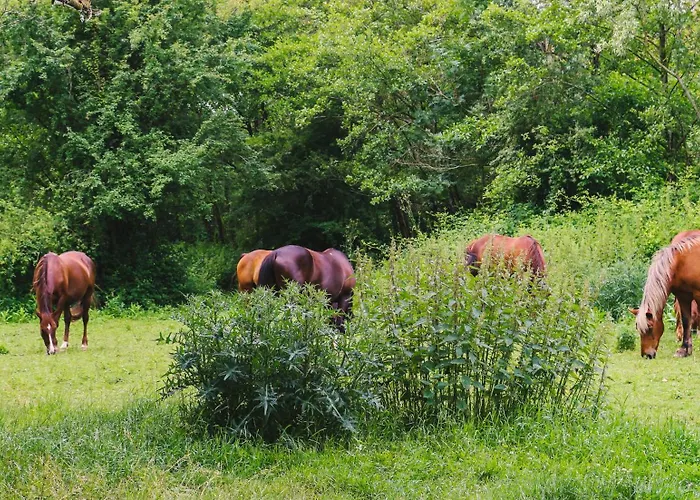 Espace Nature Studio indépendant proche du Parc des oiseaux