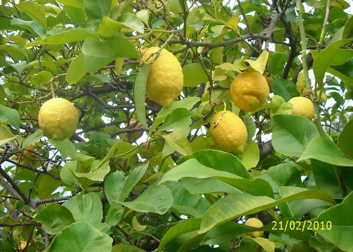Dal Cavallaro