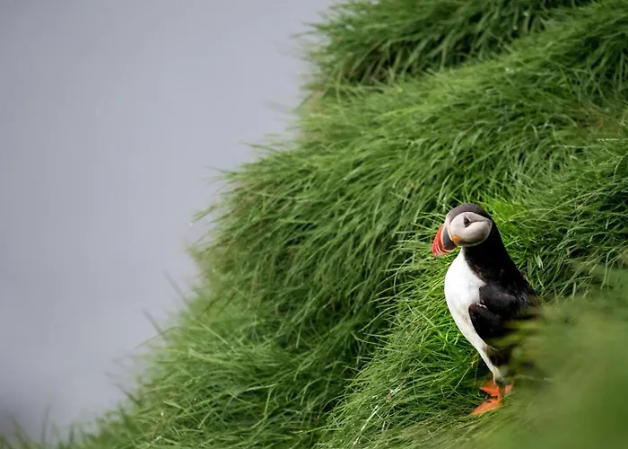 Puffin Rooms B&B