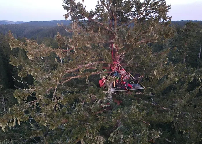 Tree Climbing At Silver Falls