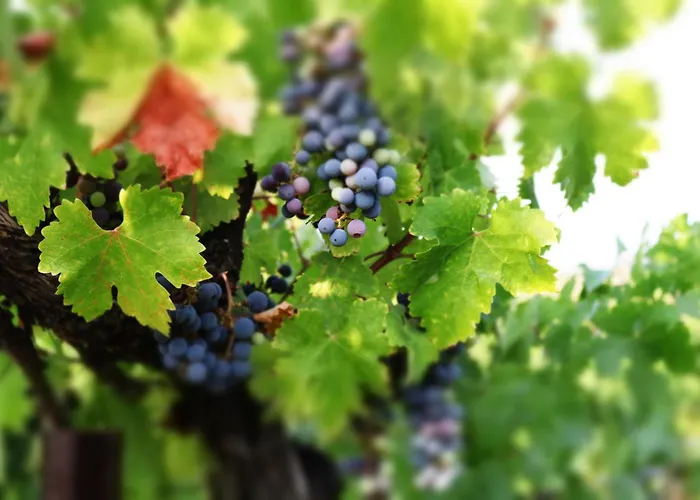 Inn At Churon Winery