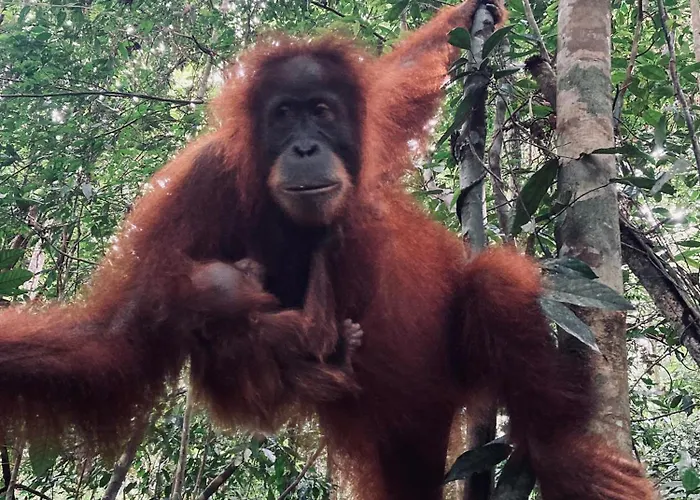 Leuser Inn
