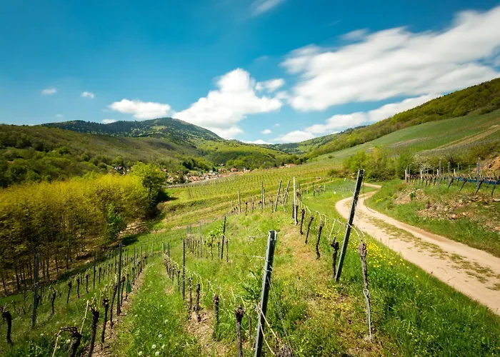 Chambre Du Vigneron - Domaine Leon Bleesz