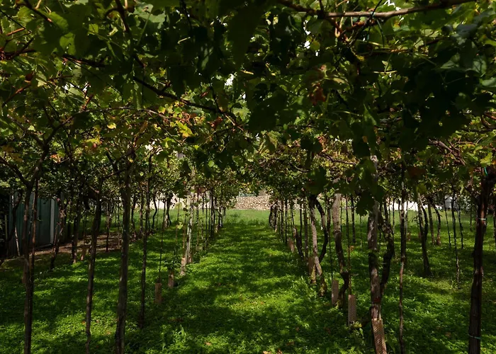 La terrazza sulle vigne B&B