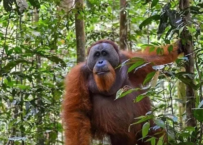 Dendi Guest House & Orangutan Explore