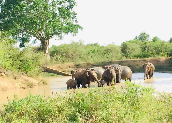 Dhanaya Safari Home
