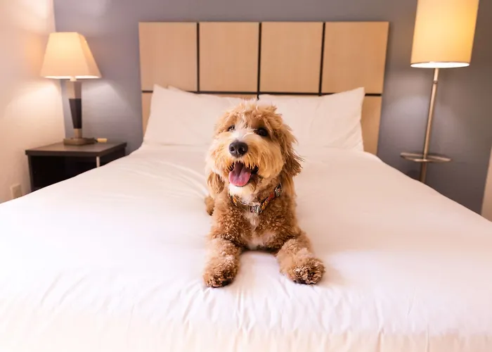 Sonesta Simply Suites Silicon Valley Santa Clara
