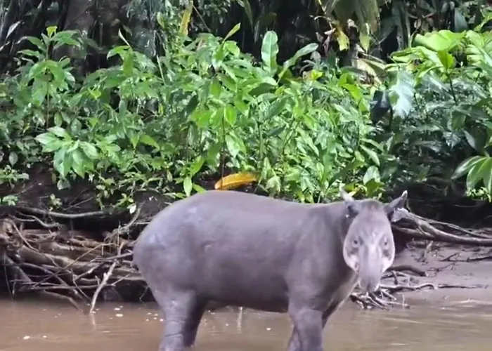 Cabinas Ensuenos