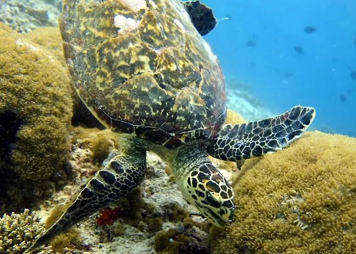 Island Scuba