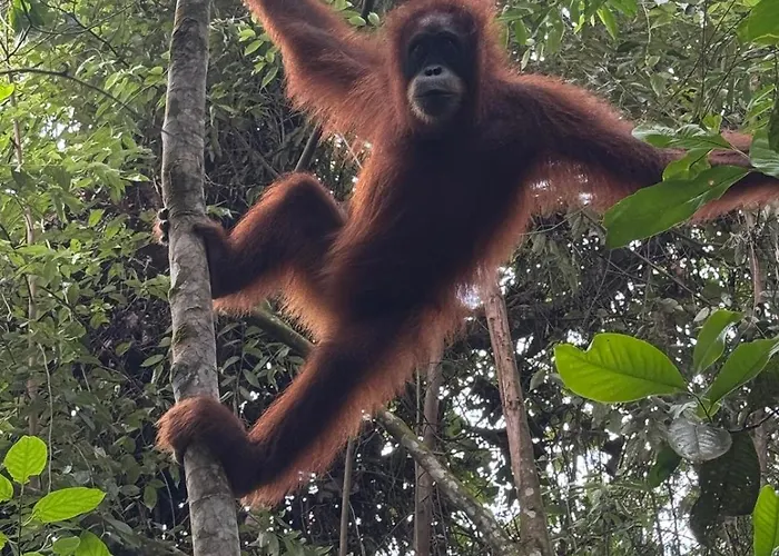 Jungle Inn Bukit Lawang