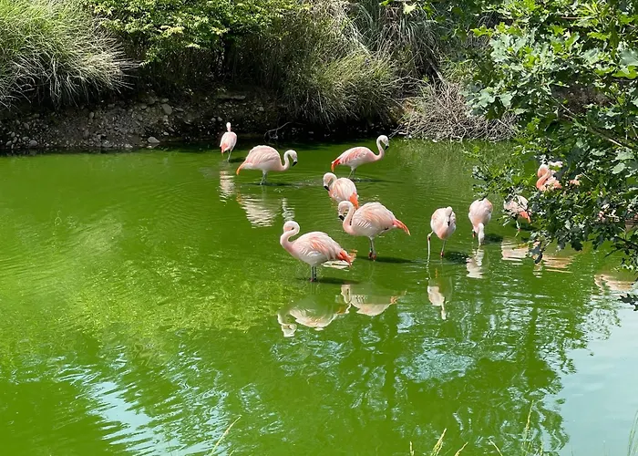 Suite Touraco, Clim, Balneo, Terrasse - Parc Des Oiseaux