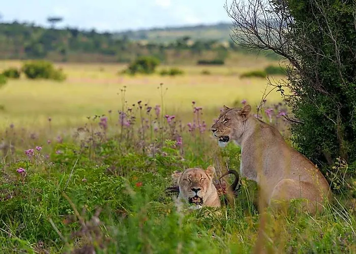 Sediba Luxury Safari Lodge