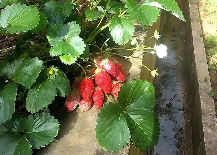 Nikgold Garden Resort Kundasang