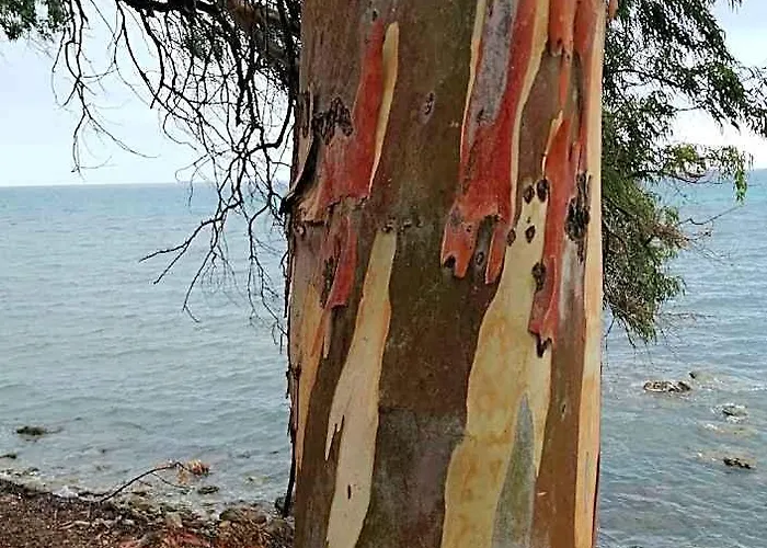 Appartamento In Villa A Pochi Passi Dal Mare