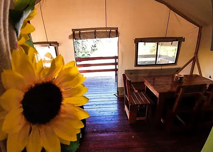 Sunflower Camping