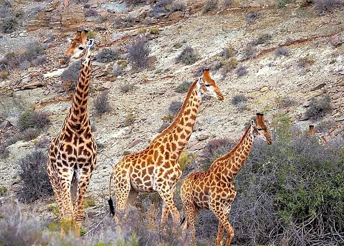Sanbona Wildlife Reserve