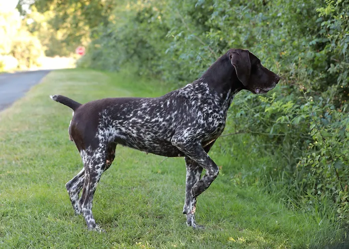 Relais de Chasse la Chaignaie