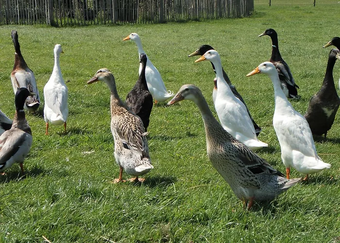 De Turfstaeker