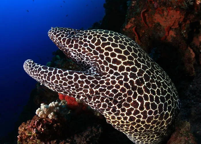 Benthos Bali Dive Resort