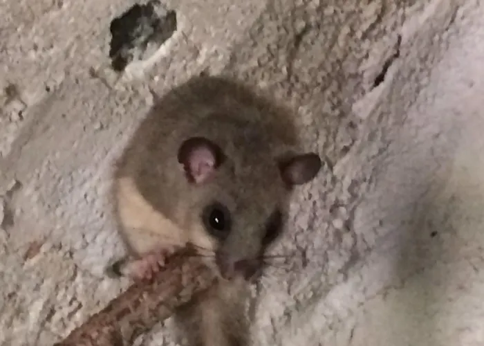 Il Ghiro