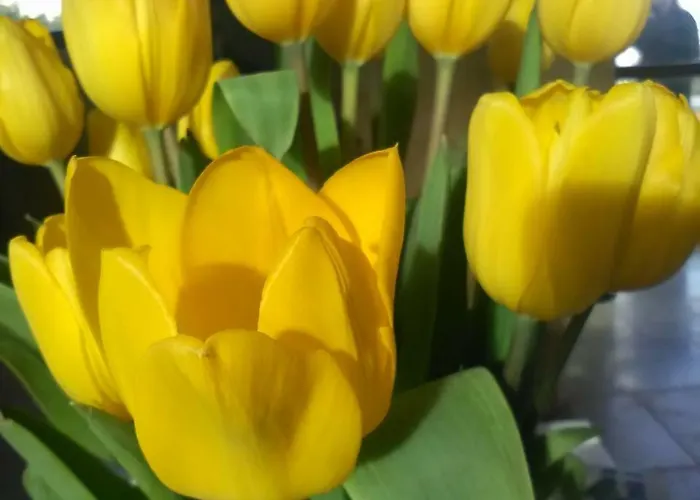 B&B Il Tulipano