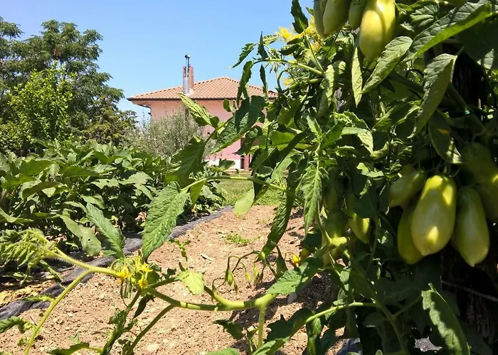 B&B Macchia d'Olmo